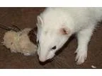 Adopt Stella a Ferret