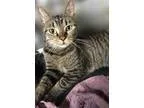 Adopt WANDA (PetSmart) a Tabby - Brown