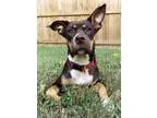 Adopt Gia a BrownChocolate - with White Doberman Pinscher  Labra