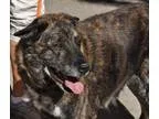 Adopt Toodles a German Shepherd Dog Plott Hound