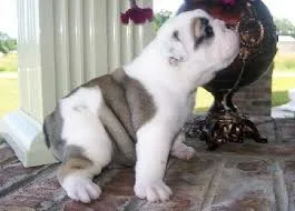 12 weeks old Male and Female English Bulldog Puppies