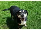 Adopt Joanna a Tricolor (TanBrown and Black and White) Terrier (
