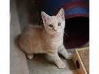 Adopt Walker a Orange or Red Tabby Domestic Shorthair (short coa