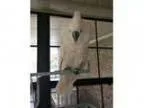 Adopt Baby a White Cockatoo bird in Tampa FL ()