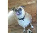 Adopt Zeus a TanYellowFawn - with Black Pug  Beagle  Mixed dog i