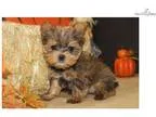 Sulu Tiny Gorgeous Male CKC Shorkie EADW 4.8-5 LBS