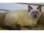 Adopt Eevee a Cream or Ivory Siamese  Mixed (short coat) cat in 
