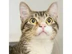 Paige - Female Domestic Shorthair