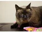 Adopt Juliet a Siamese