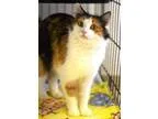 Adopt Jen a Calico or Dilute Calico Calico  Mixed (long coat) ca