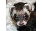 Adopt Farrah a Ferret