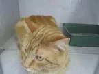 Adopt Garfield a Domestic Short Hair