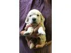 Indiana Pups