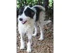 Adopt Weezel a White - with Black Terrier (Unknown Type Medium) 