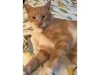 Adopt Penny Lane a Orange or Red (Mostly) Domestic Shorthair  Mi