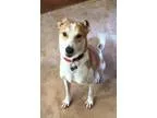 Adopt Lou a Canaan Dog