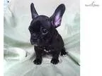 Female French Bulldogs 8 weeks old