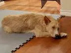 Adopt Fernando a Airedale Terrier