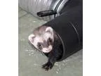 Adopt Peepers a Ferret