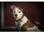 Adopt DeeDee a Pit Bull Terrier Mixed dog in St. Louis MO (