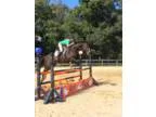 Get notice with this big talented easy and fun eventer