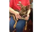 Adopt Trixie a Dachshund Rat Terrier