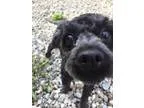 Adopt Coco Adoption Pending a Poodle
