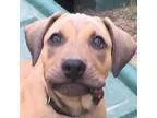Adopt Quinn-PUPPY a Shepherd