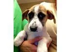 Adopt Bozo the clown a Australian Shepherd Beagle