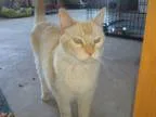 Adopt Yang a Siamese Balinese
