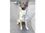 Adopt Kenny a German Shepherd Dog