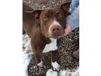 Adopt Bryce a Pit Bull Terrier