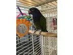 Adopt Squirt a Pionus bird in Punta Gorda FL (16728503)