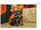 Scotty Gorgeous Male CKC Shorkie EADW 4.8-5 LBS