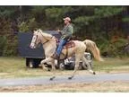 Handsome Flashy Cremello Stocky Racking Gelding