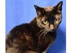 Adopt Magic a All Black American Curl  Mixed (short coat) cat in