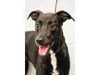 Adopt free a Labrador Retriever  Mixed dog in Johnson City TN (1