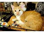Adopt Houston a Domestic Short Hair - orange and white
