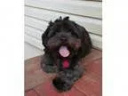 Adopt Jody a Black Shih Tzu Silky Terrier Mixed dog in Duluth