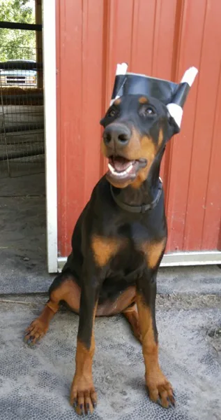 Doberman female