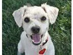 Adopt Radley - I do not shed a White - with Tan Yellow or Fawn P