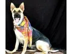 Adopt Sunshine a German Shepherd Dog