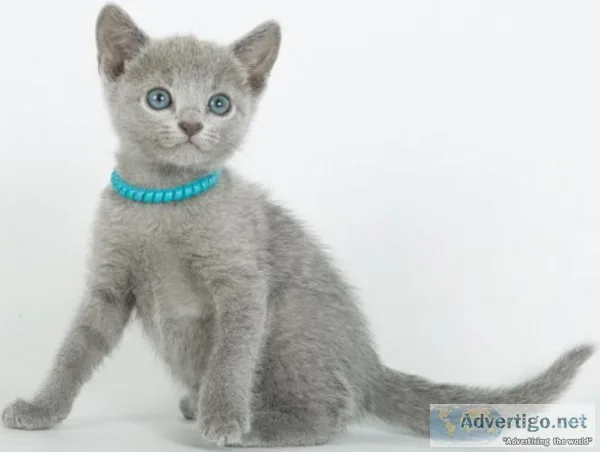 Victoria Ragdoll Kittens For Sale