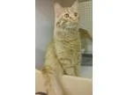 Adopt Jorge a Maine Coon Norwegian Forest Cat