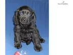 Smokie Male Cockapo puppy for Sale in Ohio