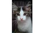 Adopt LA-Louie a Norwegian Forest Cat