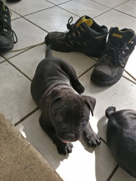 American Bully Puppies for Sale READ DESCRIPTION