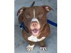 Adopt Gary (aka Shorty) a BrownChocolate - with White Pit Bull T