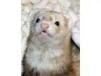 Adopt Ella a Ferret