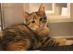 Adopt Betsy a Calico or Dilute Calico Domestic Shorthair (short 